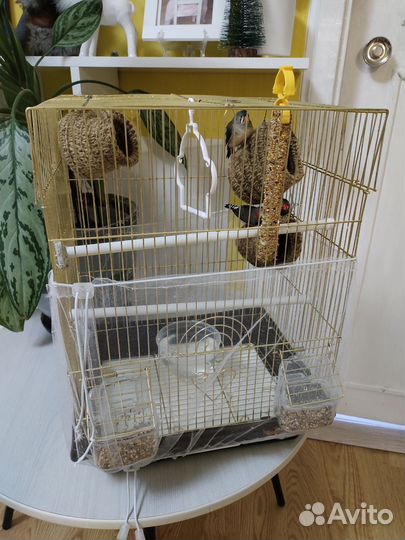 Птицы амадины