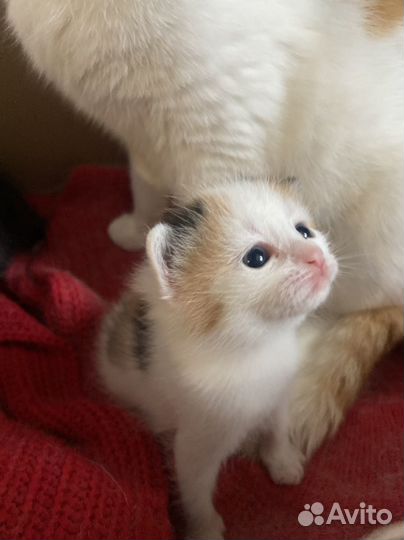 Котята в добрые руки даром бесплатно