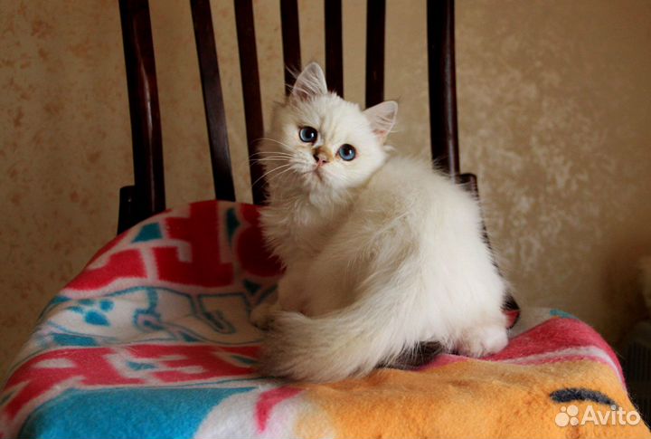 Котик золотой колорпойнт