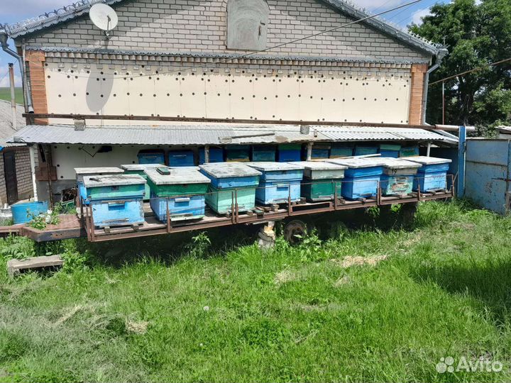 Пчелы улья пасеку