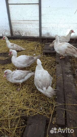 Селезень индоутки