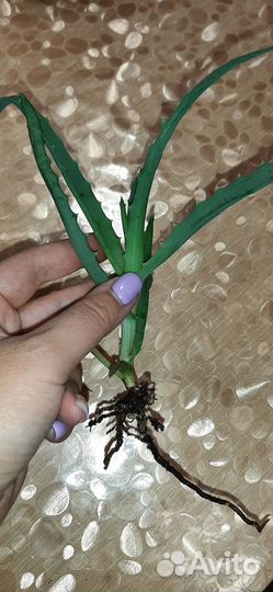 Отростки укорененные Алоэ столетник