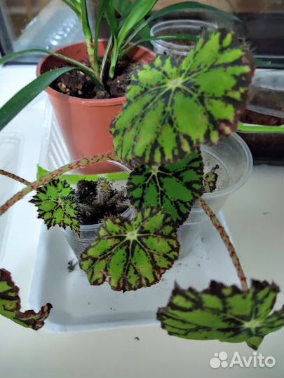 Комнатные растения для уюта и красоты