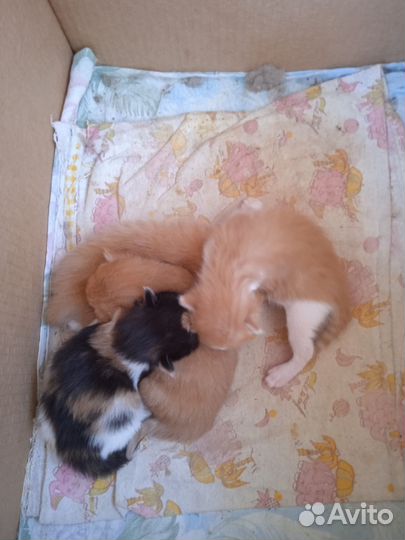 Котята в добрые руки