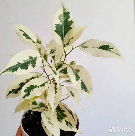 Фикус де гантель