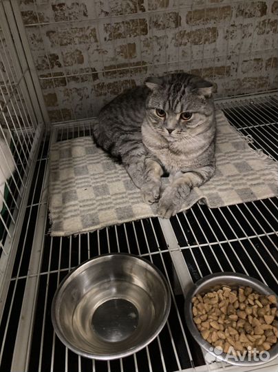 Котик в семью