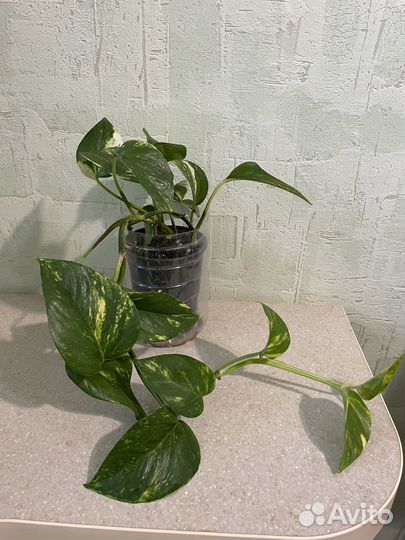 Сциндапсус