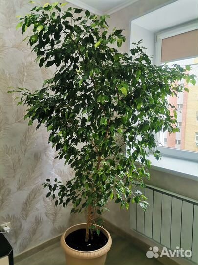 Фикус бенджамина