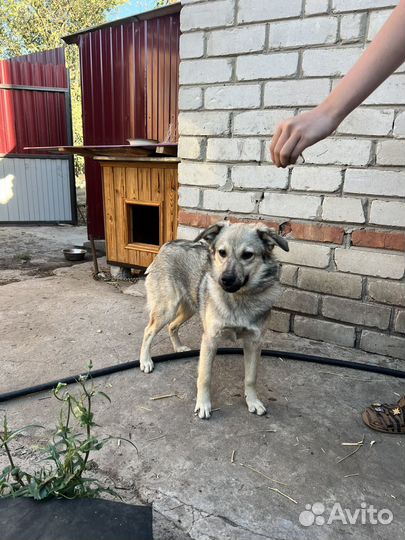 Собака в добрые руки щенок