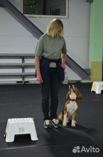 Дрессировка. Курс послушания для собак/щенков