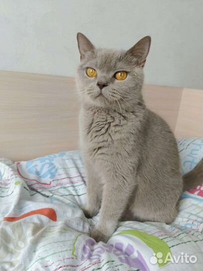 Британская кошка