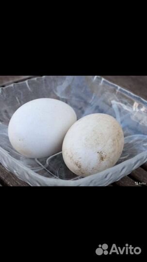 Домашнее гусиное, куриное яйцо