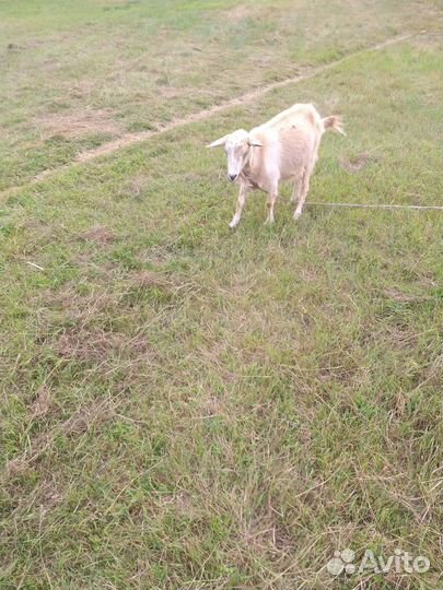 Зааненская дойная коза