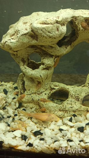 Сомики анциструсы