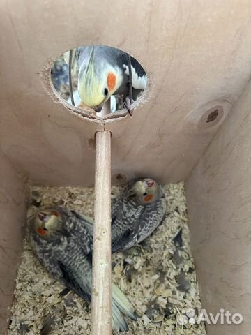 Попугай карелла птенцы