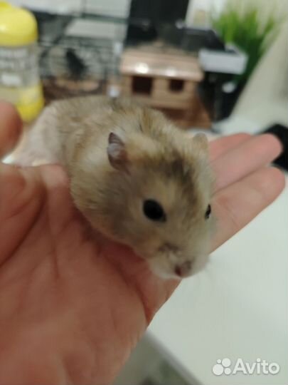 Джунгарский хомяк с клеткой