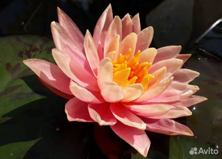 Нимфеи,водяной гиацинт и другие прудовые растения