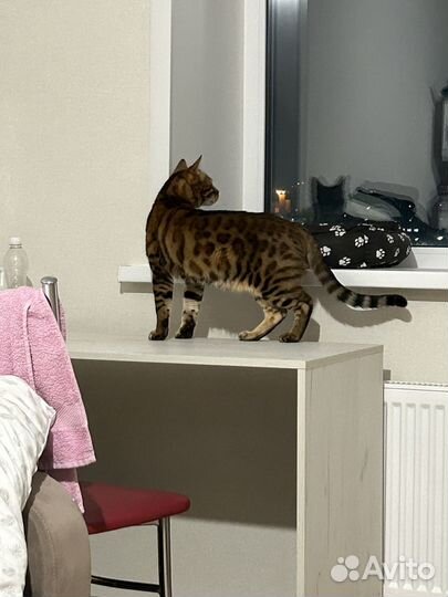 Бенгальская