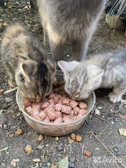 Малыш ищет дом