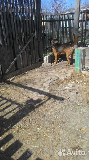 Собака в дар