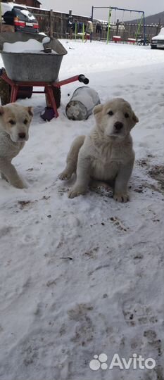 Щенки CAO (Алабай )