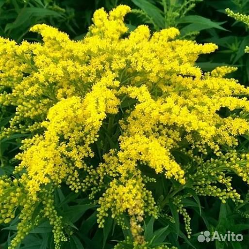 Солидаго гибридный Золотой Гном