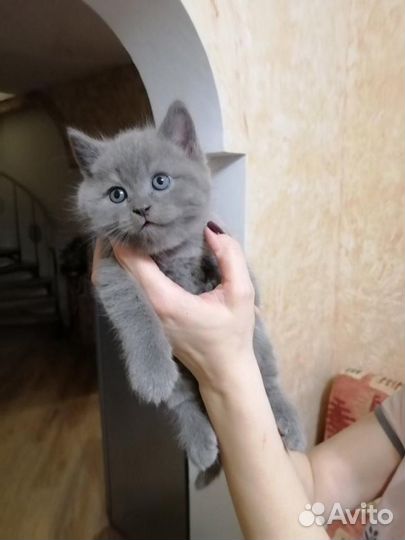 Вязка Шотландский кот