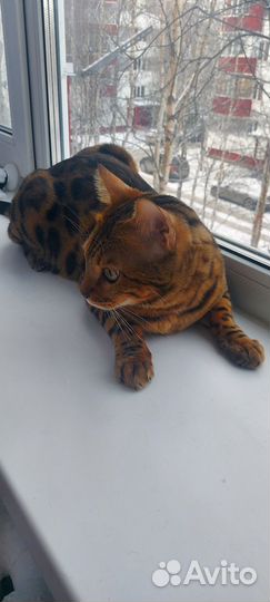 Бенгальский котик в добрые Руки