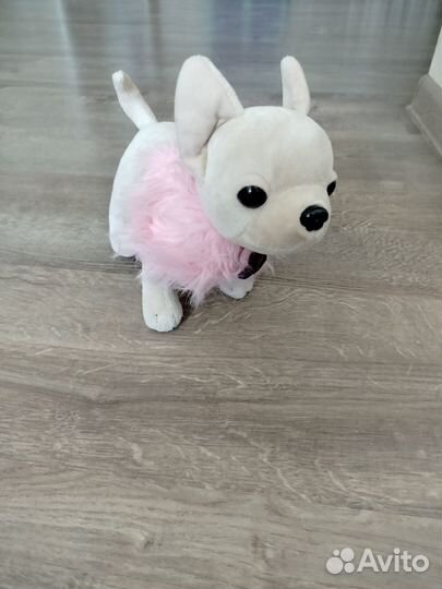 Chi Chi love чихуахуа