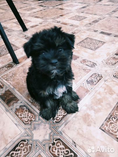 Йоркширский терьер щенок 2месяца