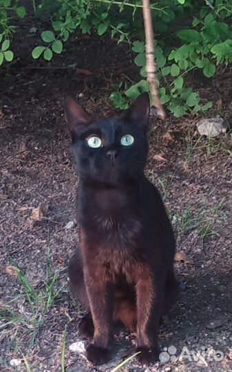 Необычный умный котенок черного окраса