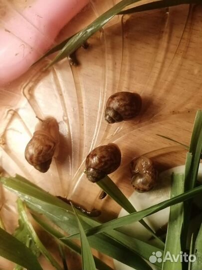 Улитка ахатину иммакулята