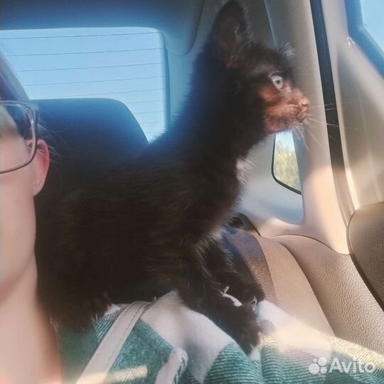 Кошка в добрые руки