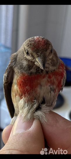 Лесные птицы