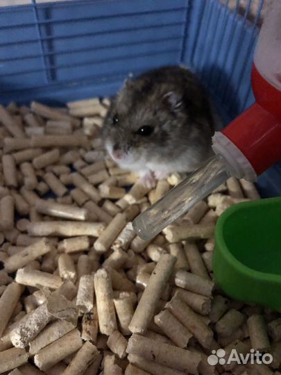 Джунгарский хомяк с клеткой 1000