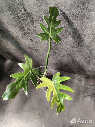 Филодендрон,монстера