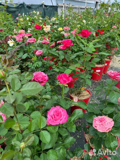 Розы флорибунда, плетистые