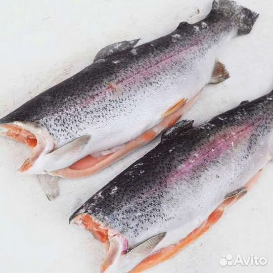 Форель живая, стейки форели