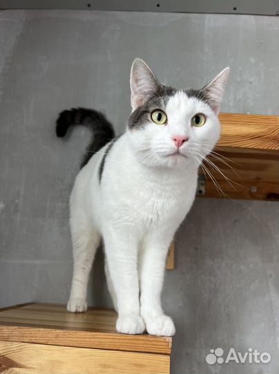 Кот Рико в поисках дома