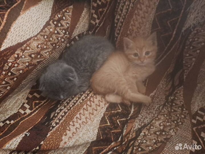 Котята в добрые руки