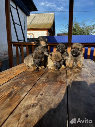 Немецкая овчарка