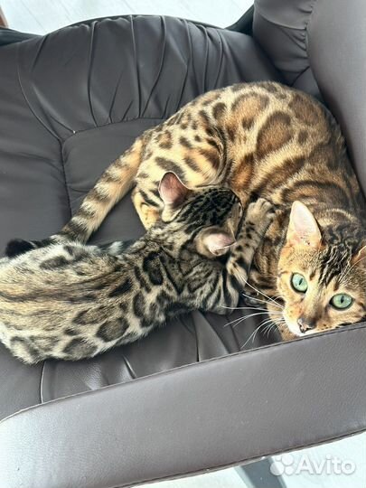 Бенгальская кошка