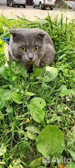 Отдам кота в добрые руки