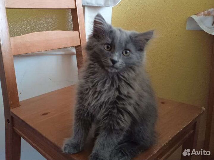 Котëнок