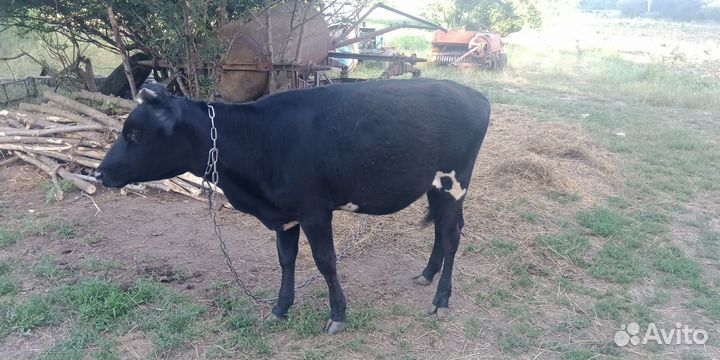 Тёлка 10 месяцев