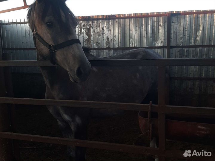 Орловская кобылка