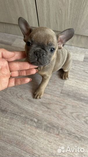 Французский бульдог цветные дети