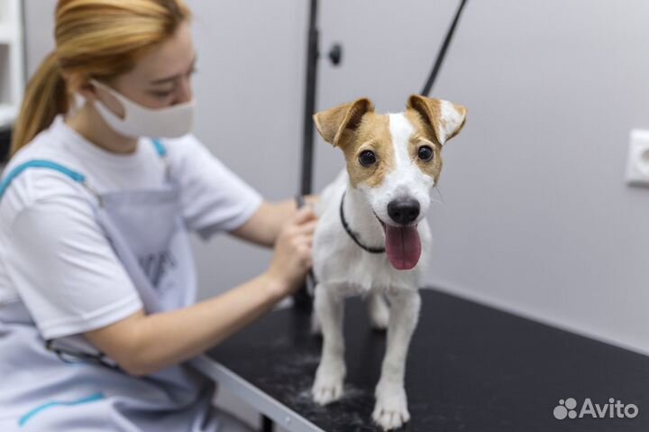 Грумер стрижка собак и кошек