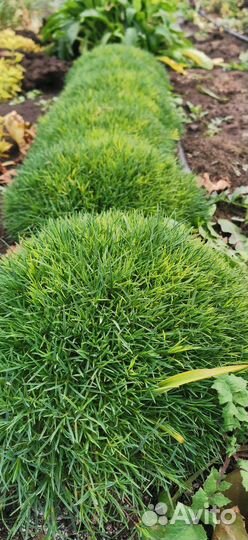 Кнефофия, пенисетум, гвоздика, сентябринки