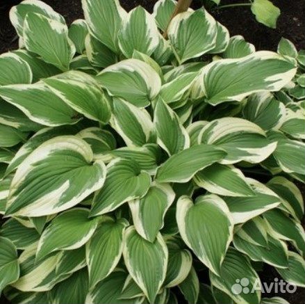 Хоста два вида и камушки